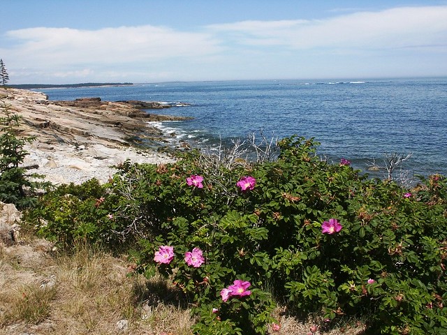 Maine's Rocky Coast by Flickr CC Robert Pos