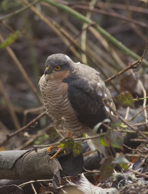 sparrowhawk after eating