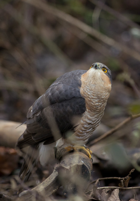 male sparrowhawk look up