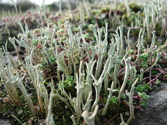 Likin' Lichen & Fab Fungi