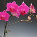 Valentines Day Flowers Orchids 006