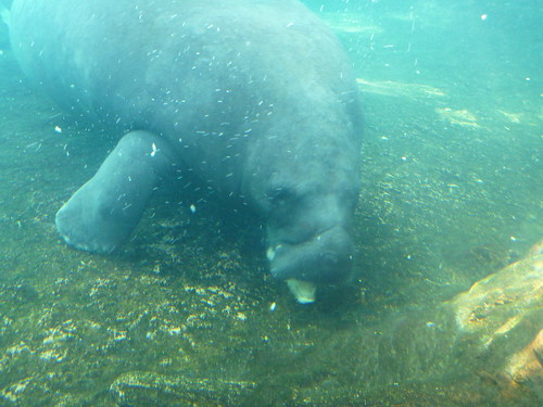 Manatee at Mote Aquarium