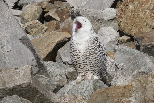 Snowy Owl  11/25/11 by Peter  Schoenberger