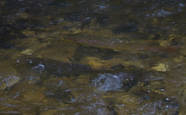 River Marteg salmon pair
