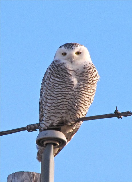 Snowy Owl in McLean County 22