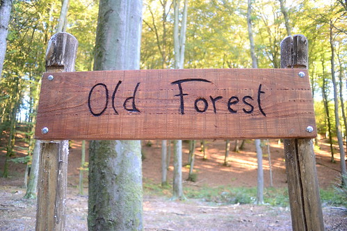 Old Forest