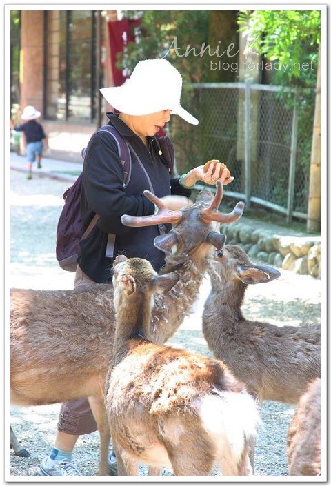 奈良餵鹿