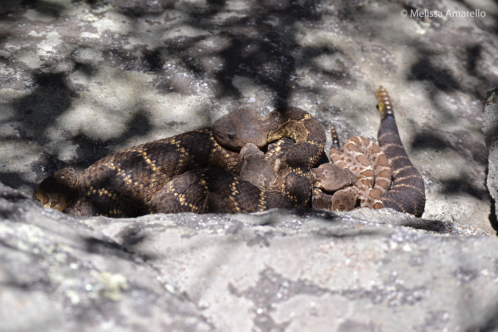 Yellow-man (adult male) with several female and juvenile Arizona black rattlesnakes