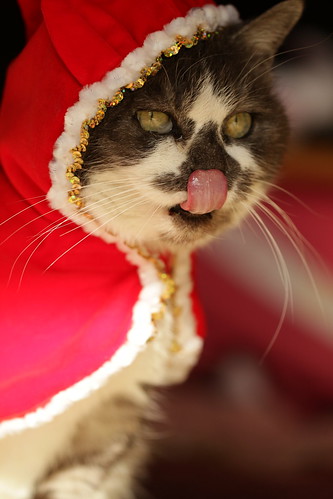 無料写真素材|動物|猫・ネコ|クリスマス|サンタクロース