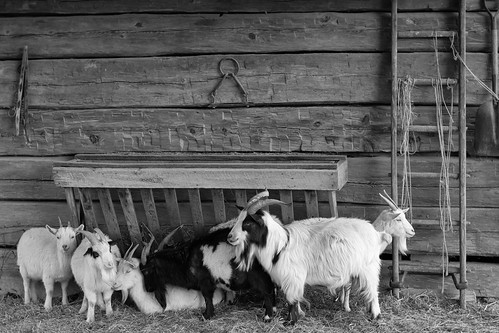photo shoot with the goats of the Meuseum of AppalachiA