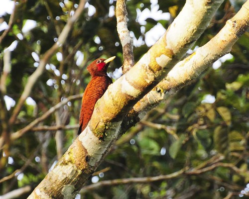chestnut woodpecker