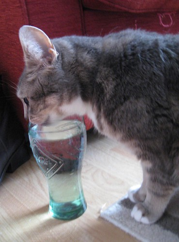 Cat Drinking 001