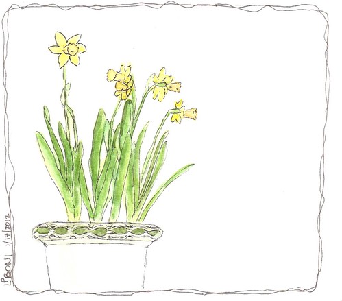 WC sketch Daffodils