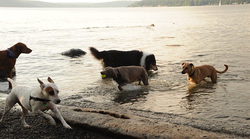 Dogs at play, Rosie elbow deep, Lake Washington, Warren G. Magnuson Dog Park, Seattle, Washington, USA by Wonderlane
