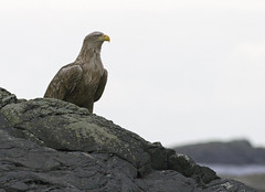 Havørn (White-tailed Eagle)