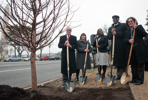 United States Department of Agriculture (USDA) Under Secretary Natural Resources and Environment Harris Sherman (left), District Department of Transportation Director Terry Bellamy (2nd from right), White House Council on Environmental Quality Chair Nancy Sutley (right) begin to apply a layer of mulch to the freshly planted Dawn Redwood for the Celebration of Tu B’Shevat “The New Year of the Trees” event on the District of Columbia western lawn next to the USDA Headquarters, Whitten Building at 14th Street and Independence Ave SW, Washington, D.C. on Wednesday, February 8, 2012. USDA Photo by Lance Cheung.