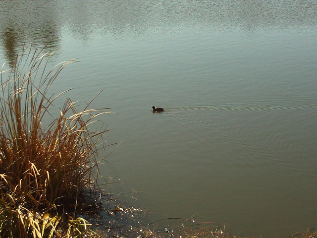 Duck On Grass Valley Lake