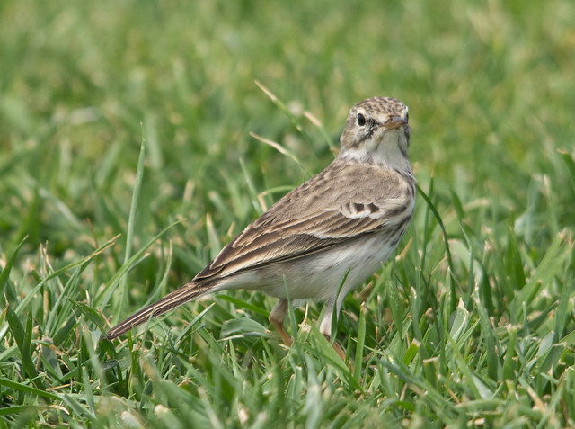 Berthelots pipit 4 - Costa Teguise