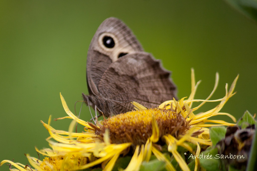 Common Wood Nymph (Cercyonis pegala) on Elecampe (Inula helenium)-8.jpg