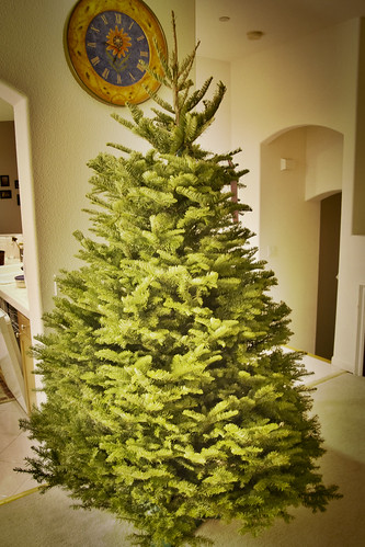 Day 341 - Christmas Tree