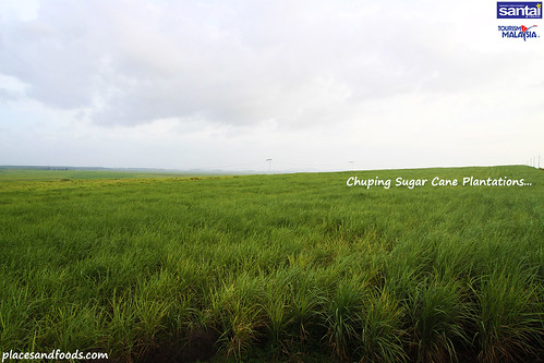 chuping sugar cane plantation2