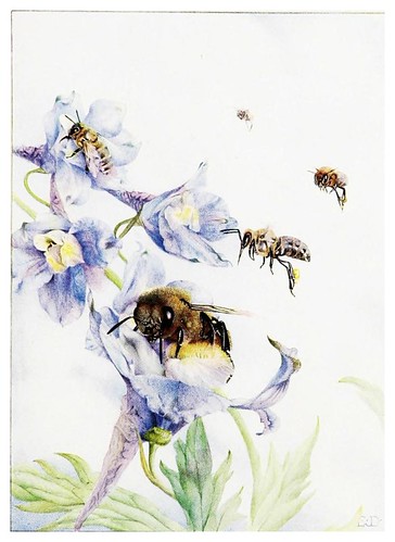 013-The life of the bee 1901-Ilustrada por Edward Detmold
