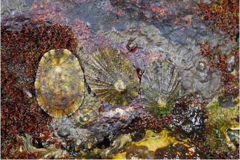 笠螺扁平的螺殼可以減緩海浪的衝擊力量，腹部還有強勁的吸盤，避免被打落水中。
