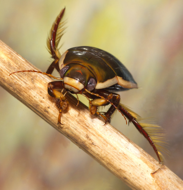 black belly diving beetle edited