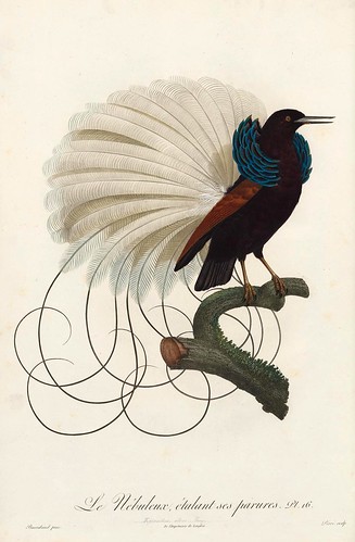 004-El nebuloso ejecutando su danza-Histoire naturelle des Oiseaux de paradis et des Rolliers.. 1806-François Levaillant