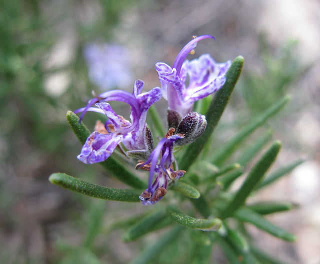 Rosmarinus officinalis- purple
