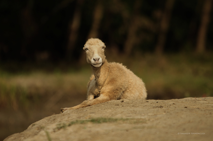 Garole Sheep