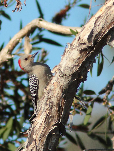 Red-bellied Woodpecker female 20120108