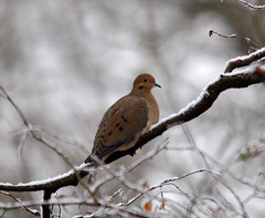 winter dove