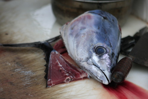 鰹魚肉新鮮時可做生魚片，但極易腐敗，基於保存考量，加工製成柴魚，也是魚罐頭的原料。