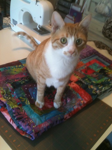 Ozzie tests dad's quilt and gives it a paws up