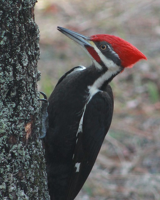 Male Pileated Woodpecker close up | Flickr - Photo Sharing!