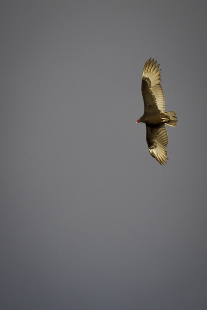 Turkey Vulture Wingspan
