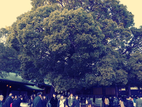 明治神宮の大樹