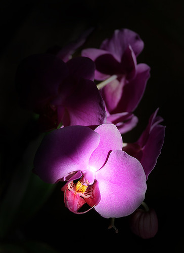 орхидея в тени11