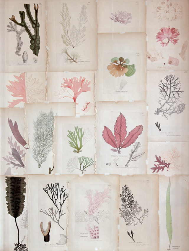 Seaweed prints from the 1800s