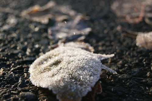 Frosty Leaf 4