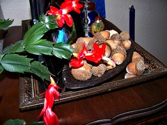 Karen's Christmas Cactus