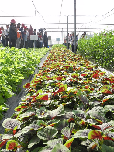 農試所推原生蔬菜抗氣候變遷，並舉辦田間觀摩活動，將原生蔬菜引介給國人。
