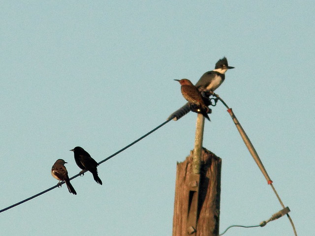 Mockingbird blackbird flicker and kingfisher on wire 20111130