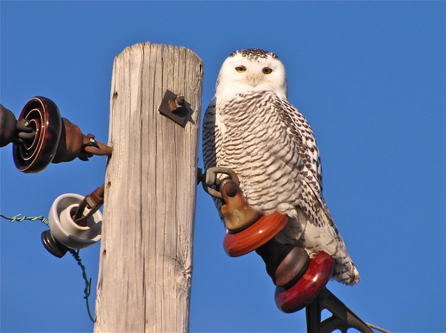Snowy Owl in McLean County, IL 02
