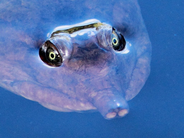 Turtle eyes detail 20111204