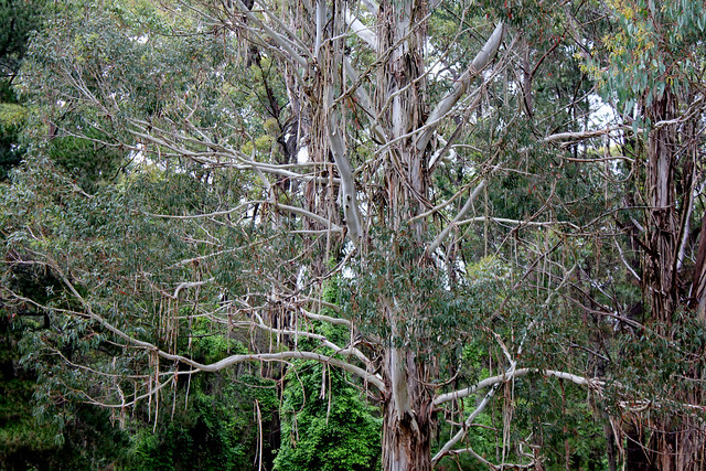 Drooping Eucalyptus