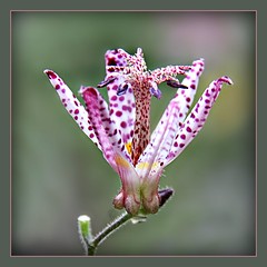 A Garden of Japanese Toad Lilly