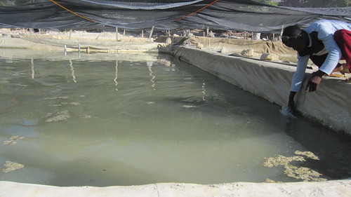 Sea Cucumber aquaculture