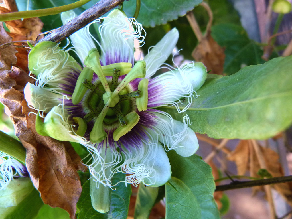 10-12-2011-passionflower
